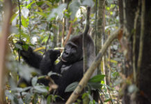 Odzala-Kokoua National Park Odzala-Kokoua National Park Congo