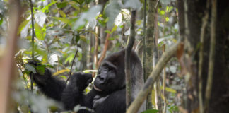 Odzala-Kokoua National Park Odzala-Kokoua National Park Congo