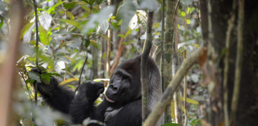 Odzala-Kokoua National Park Odzala-Kokoua National Park Congo