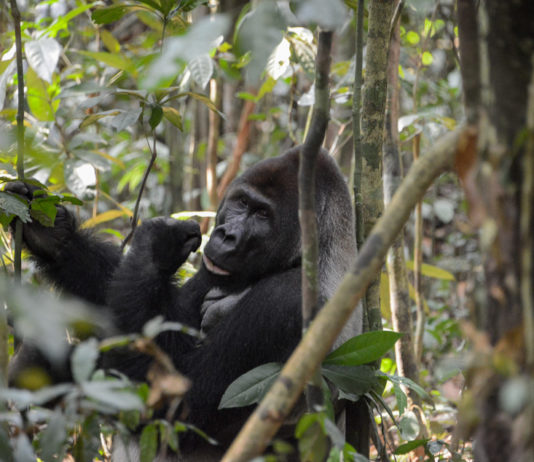 Odzala-Kokoua National Park Odzala-Kokoua National Park Congo
