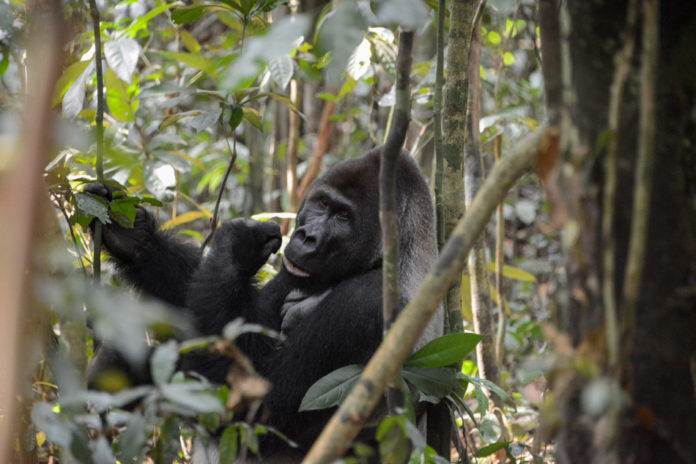Odzala-Kokoua National Park Congo