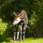 Okapi Wildlife Reserve Congo