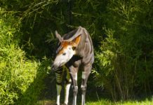 Okapi Wildlife Reserve Okapi Wildlife Reserve Congo