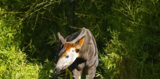 Okapi Wildlife Reserve Okapi Wildlife Reserve Congo