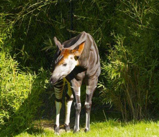 Okapi Wildlife Reserve Okapi Wildlife Reserve Congo