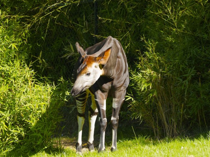 Okapi Wildlife Reserve Congo