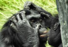 Salonga National Park in het hart van het Congobekken Salonga National Park bonobo Congo