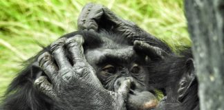 Salonga National Park in het hart van het Congobekken Salonga National Park bonobo Congo
