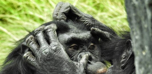 Salonga National Park in het hart van het Congobekken Salonga National Park bonobo Congo