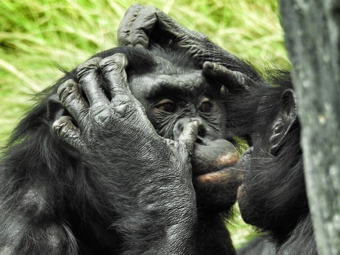 Salonga National Park bonobo Congo