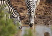 Ugalla River Game Reserve Ugalla River Game Reserve Tanzania