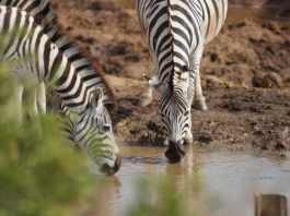 Ugalla River Game Reserve Ugalla River Game Reserve Tanzania