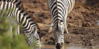 Ugalla River Game Reserve Ugalla River Game Reserve Tanzania