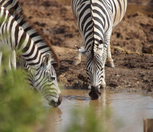 Ugalla River Game Reserve Ugalla River Game Reserve Tanzania