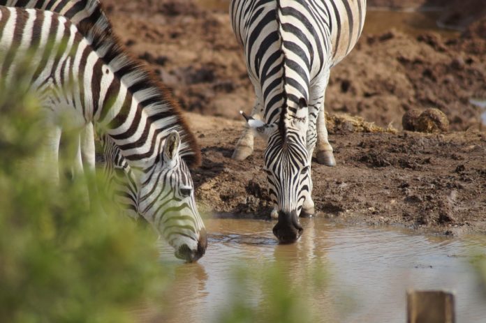 Ugalla River Game Reserve Tanzania