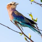 Vorkstaartscharrelaar Stunningtravel Afrika
