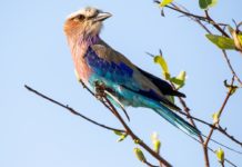 Vorkstaartscharrelaar in de serie dier uitgelicht Vorkstaartscharrelaar Stunningtravel Afrika