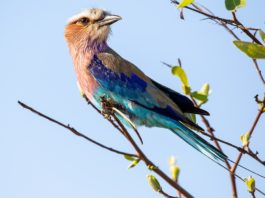 Vorkstaartscharrelaar in de serie dier uitgelicht Vorkstaartscharrelaar Stunningtravel Afrika