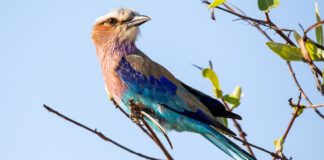 Vorkstaartscharrelaar in de serie dier uitgelicht Vorkstaartscharrelaar Stunningtravel Afrika