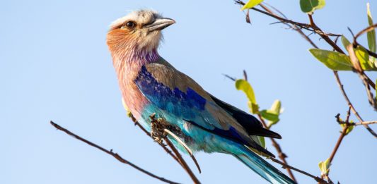 Vorkstaartscharrelaar in de serie dier uitgelicht Vorkstaartscharrelaar Stunningtravel Afrika