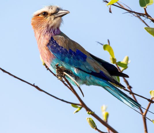 Vorkstaartscharrelaar in de serie dier uitgelicht Vorkstaartscharrelaar Stunningtravel Afrika