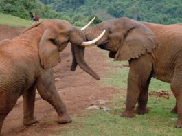 Aberdare National Park Aberdare National Park Kenia