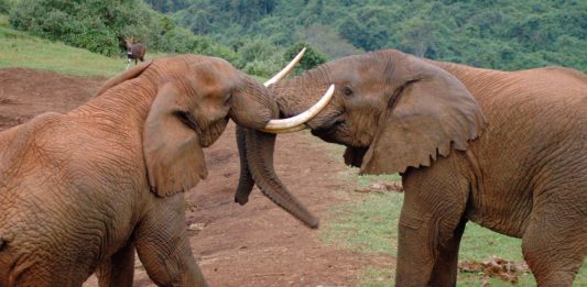 Aberdare National Park Aberdare National Park Kenia