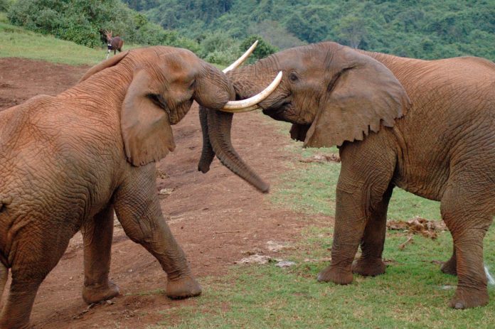 Aberdare National Park Kenia