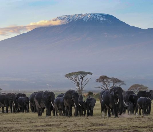 Amboseli National Park Amboseli National Park Kenia