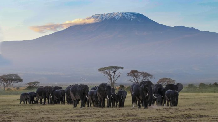 Amboseli National Park Kenia