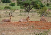 Arawale National Reserve is toevluchtsoord voor de Hirola Arawale National Reserve Kenia