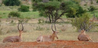 Arawale National Reserve is toevluchtsoord voor de Hirola Arawale National Reserve Kenia