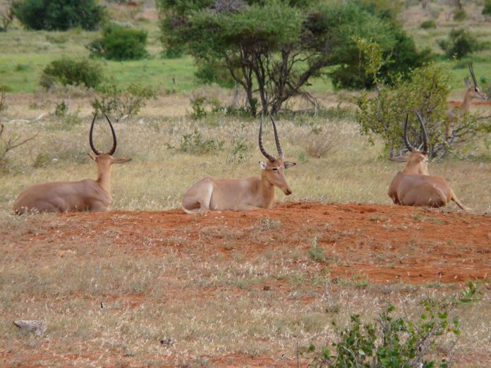 Arawale National Reserve Kenia