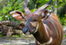 Kenia haast zich om de bedreigde bergbongo te beschermen Bergbongo Kenia