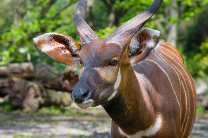 Bergbongo Kenia