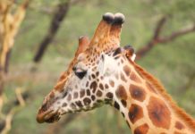 Bedreigde giraffen gered van eiland in Lake Baringo Giraffe Centre in Nairobi