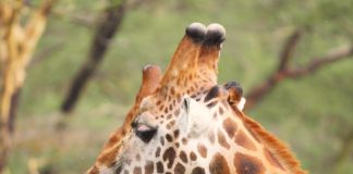 Giraffe Centre in Nairobi Giraffe Centre in Nairobi