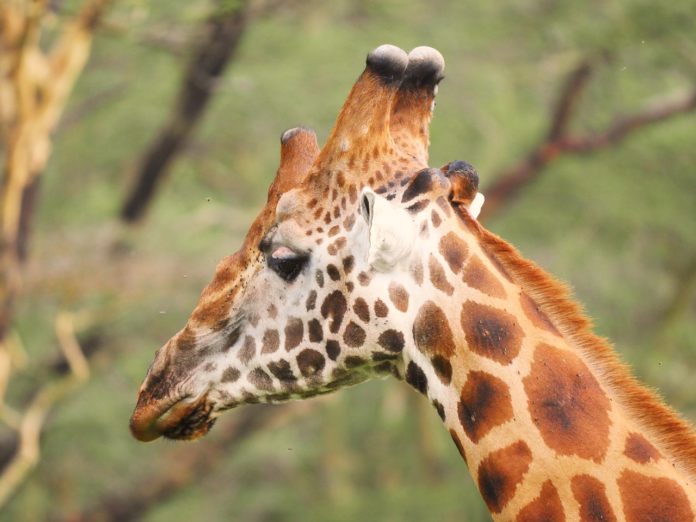 Giraffe Centre in Nairobi