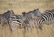 Hell’s Gate national park ontdek je op de fiets Hell’s Gate national park ontdek je het best op de fiets