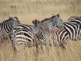 Hell’s Gate national park ontdek je op de fiets Hell’s Gate national park ontdek je het best op de fiets