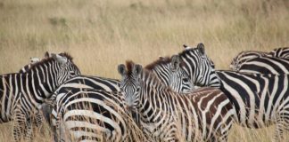 Hell’s Gate national park ontdek je op de fiets Hell’s Gate national park ontdek je het best op de fiets