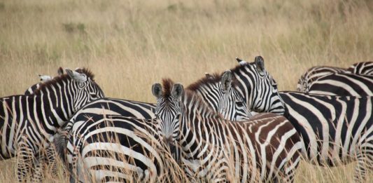 Hell’s Gate national park ontdek je op de fiets Hell’s Gate national park ontdek je het best op de fiets