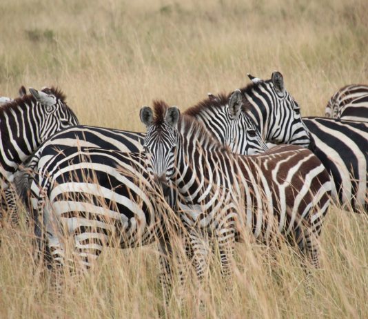 Hell’s Gate national park ontdek je op de fiets Hell’s Gate national park ontdek je het best op de fiets