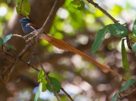 Kakamega Forest Reserve Kakamega Forest Reserve Kenia
