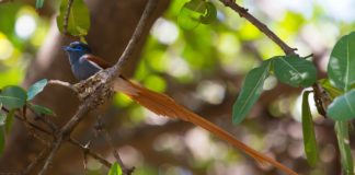 Kakamega Forest Reserve Kakamega Forest Reserve Kenia