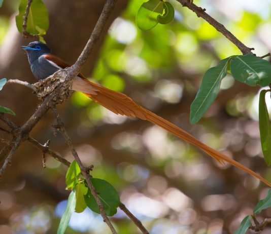 Kakamega Forest Reserve Kakamega Forest Reserve Kenia