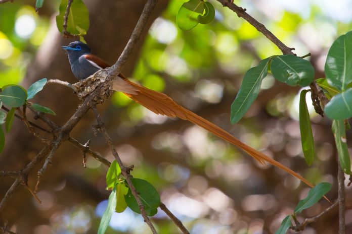 Kakamega Forest Reserve Kenia