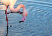 Lake Bogoria National Reserve Lake Bogoria National Reserve Kenia