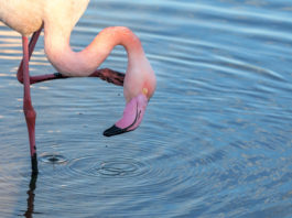 Lake Bogoria National Reserve Lake Bogoria National Reserve Kenia