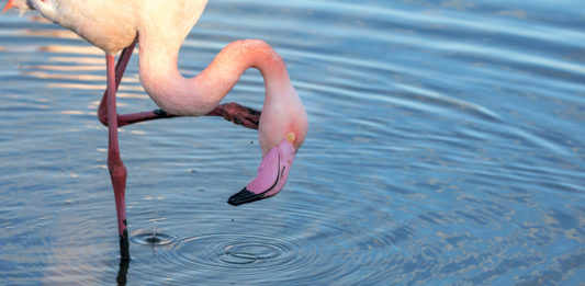 Lake Bogoria National Reserve Lake Bogoria National Reserve Kenia